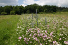 Blühendes Feld mit der Veitshöchheimer Bienenweide