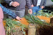 Bewurzelte Pflanzen liegen auf einem Tisch